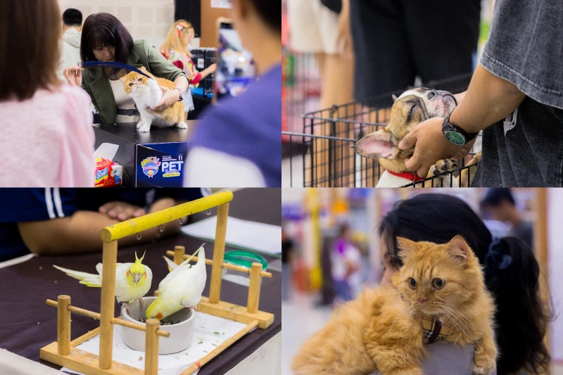 มหกรรมสัตว์เลี้ยง SmartHeart presents Thailand International Pet Variety Exhibition @CNX HealthServ