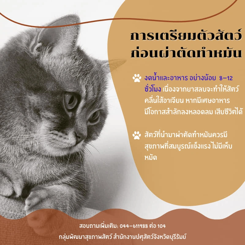 การเตรียมตัวและดูแลสัตว์ ก่อนและหลังผ่าตัดทำหมัน HealthServ