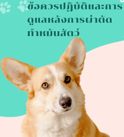 การเตรียมตัวและดูแลสัตว์ ก่อนและหลังผ่าตัดทำหมัน Thumb HealthServ.net